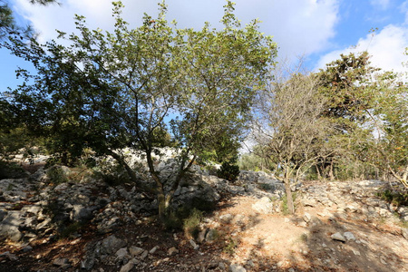 以色列北部加利利西部的山地景观