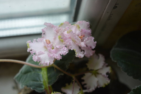 美丽的花朵枝的紫罗兰花白色的颜色在窗口上