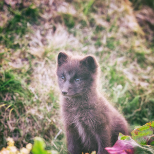 可爱的野生动物婴孩, 北极狐幼崽或武尔佩斯狐在自然栖息地, 冰岛照片