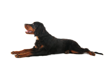 gordon setter 放下