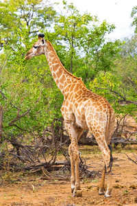 长颈鹿 它们鹿豹座 在南非克鲁格国家公园