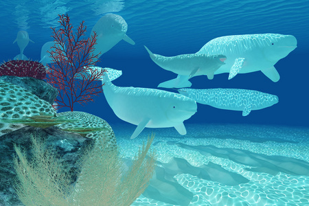 pod白鲸友好的白鲸白鲸, 蓝鲸在蓝色的水