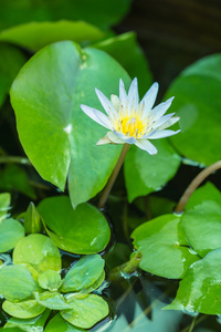 白色水百合莲花图片