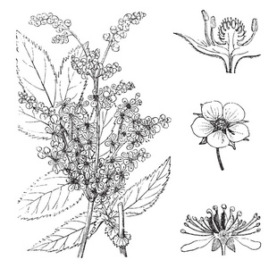 绣 ulmaria 是一种独特的花朵, 也称为绣线菊, 复古线画或雕刻插图