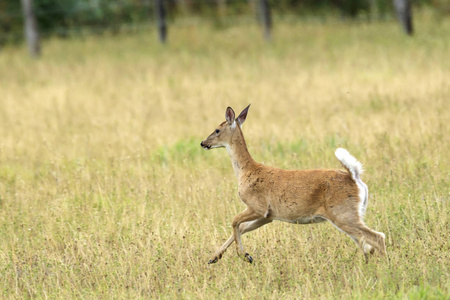 一只白尾鹿跑在爱达荷州的豪瑟附近的田野里。
