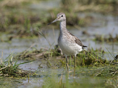 Greenshank, Tringa nebularia, 单鸟在水中, 匈牙利, 2018年9月