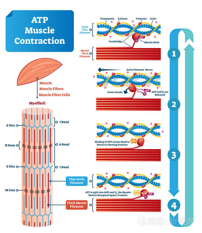 atp 肌肉收缩周期矢量图解标记教育方案