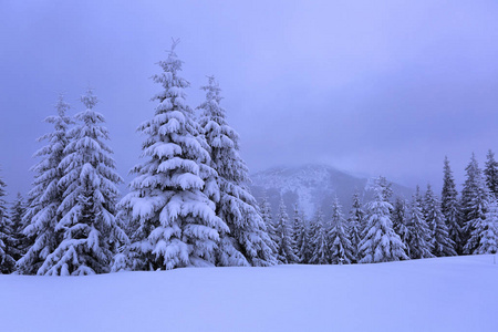 山在一个雾蒙蒙的早晨和白雪覆盖的绿色圣诞树。美丽的冬天背景