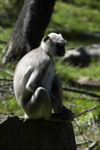 家庭哈努曼叶猴, Semnopithecus entellus 在印度被崇拜