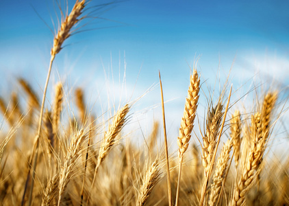 小麦幼穗在蓝蓝的天空下
