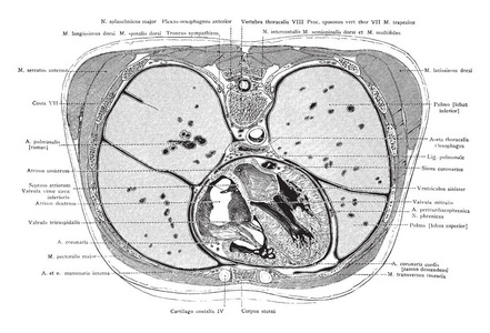 这张图代表躯干的横断面暴露心脏的心室, 复古线图画或雕刻例证