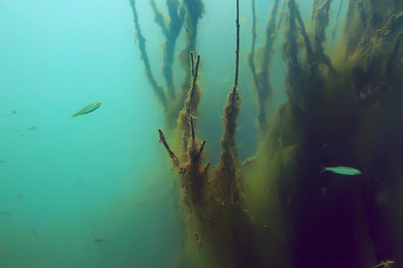 红树林鱼的水下观景
