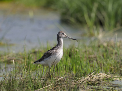 Greenshank, Tringa nebularia, 单鸟在水中, 匈牙利, 2018年9月