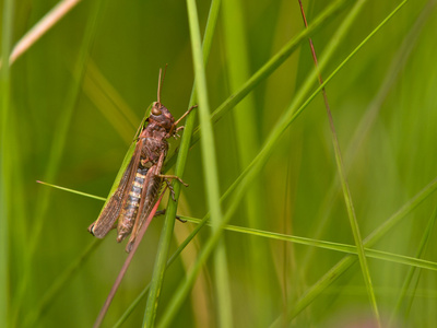 在抽象草装饰 grashopper