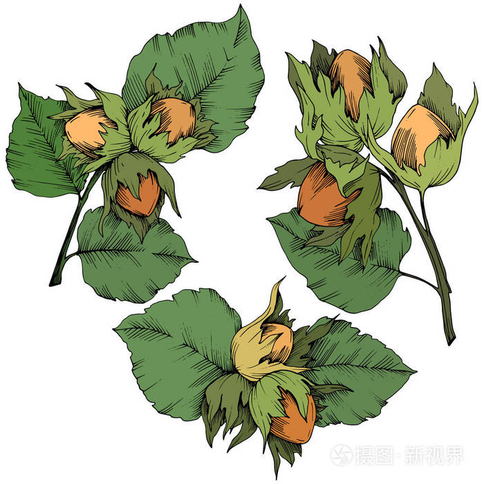 孤立插图元素插画-正版商用图片0alrbs-摄图新视界