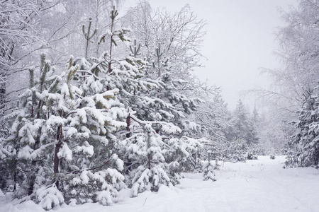 冬天森林里的雪圣诞树。冬季自然景观