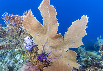 洪都拉斯罗阿坦岛海岸 Carbiiean 海域的珊瑚礁