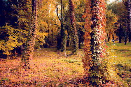 神秘的秋天的风景与野生葡萄的彩色叶子在树干树在森林里