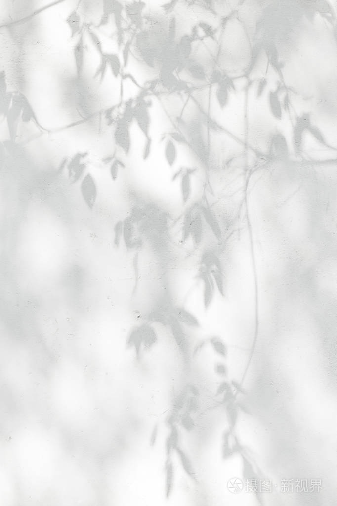 自然树叶树和树干落在白色混凝土墙上的灰色阴影背景设计与壁纸照片-