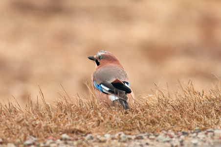 jay 鸟