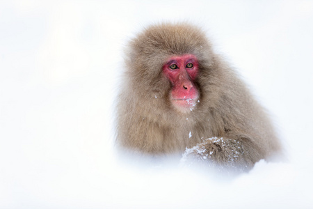 雪猴