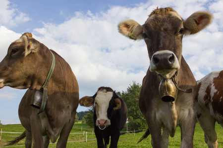 巴伐利亚风格的奶牛在绿色的领域和蓝天在德国南部的农村靠近慕尼黑和斯图加特