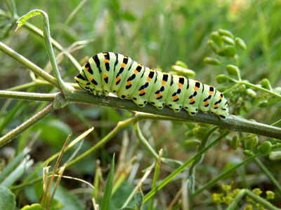 凤蝶蝶 凤蝶 machaon 在野生防风植物上饲养的毛虫的特写