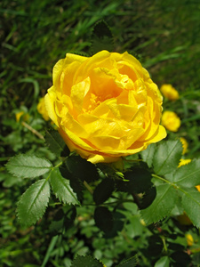 黄狗玫瑰花朵图片
