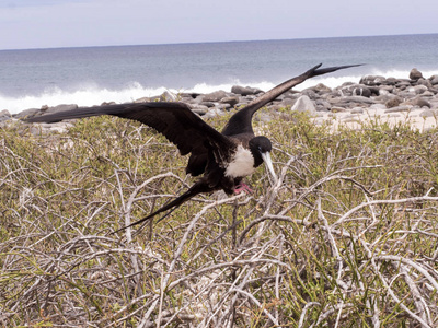 女性华丽的 frigatebird, Fregata magnificens, 在巢, 北西摩, 加拉帕戈斯群岛, 厄瓜多尔