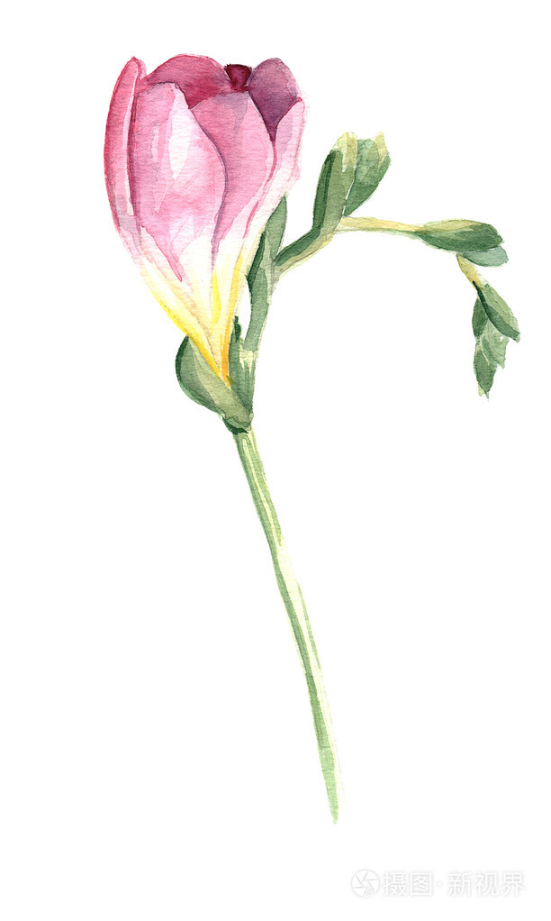 粉红色小苍兰花