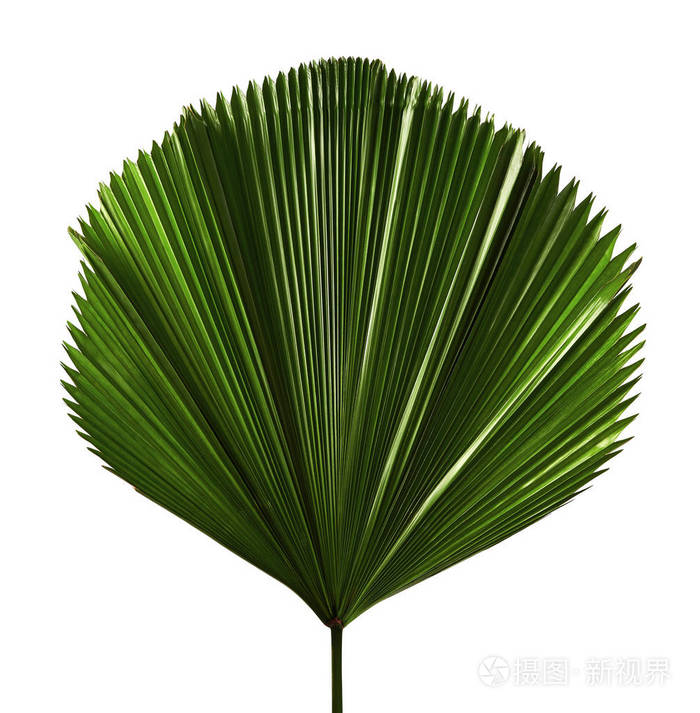 licuala或荷叶边的棕榈叶大的热带树叶在白色背景查出的褶裥叶子与