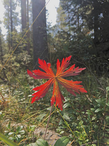 森林里的红花