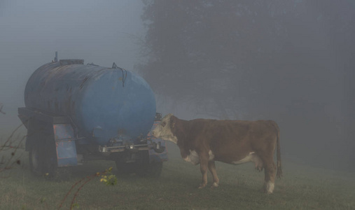 在斯洛伐克边境和齐特科娃村附近的晨雾中, 在草地上奶牛