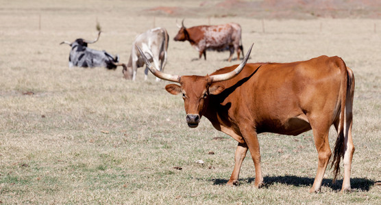 在一个字段中的 longhorn 公牛