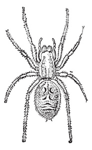 狼蛛复古雕刻照片
