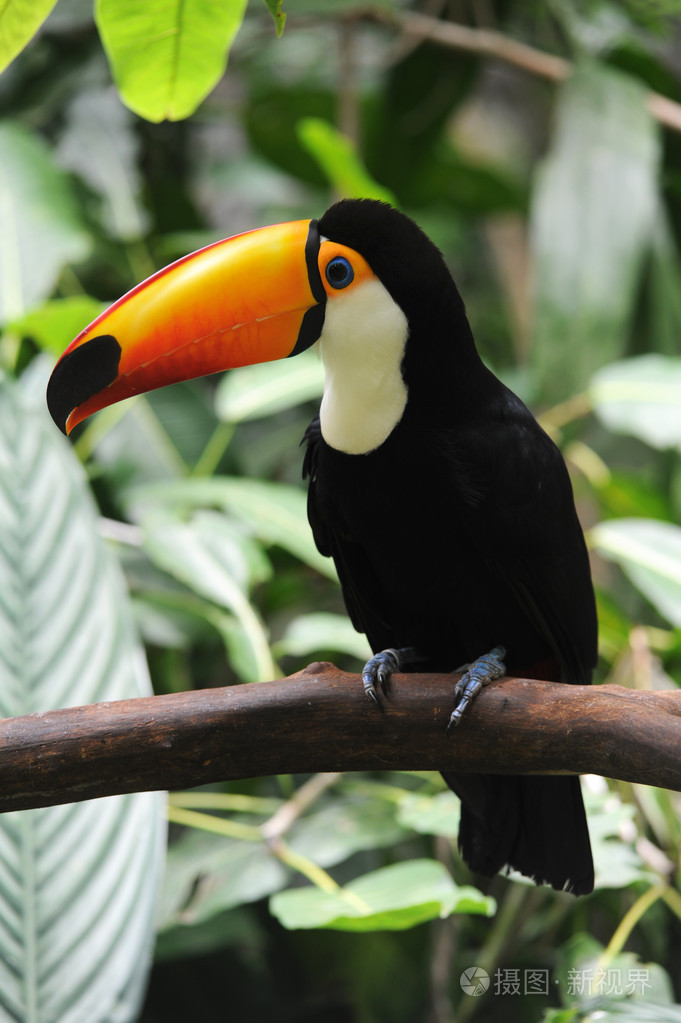 在公园 das 阿韦斯国英,巴西大嘴鸟