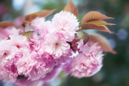 在春天樱花樱桃花盛开的软聚焦图像