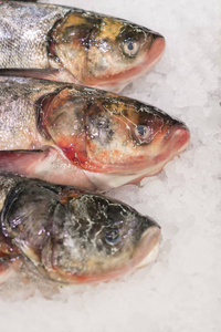超市里冰上的新鲜鱼。健康和健康的食物