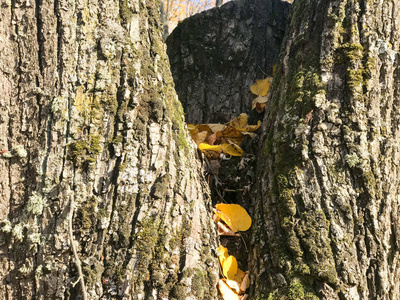 木质天然深色树皮的纹理, 有苔藓裂缝和黄色叶子。背景介绍