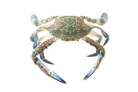 鲜螳螂虾, catshark, 蟹-炖鱼马赛鱼汤的配料海螃蟹海的岩石海岸上