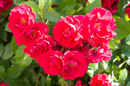红色的玫瑰灌木, 绿叶, 适合任何场合的女人的完美礼物。夏日奢华景观