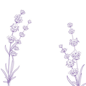 夏季花与书法签署薰衣草草药。白色背景的一束薰衣草花