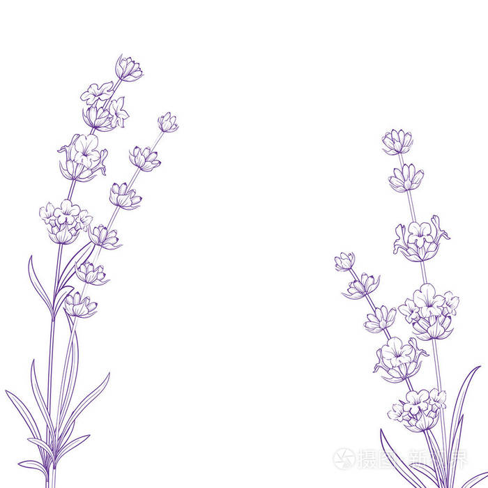 夏季花与书法签署薰衣草草药.白色背景的一束薰衣草花