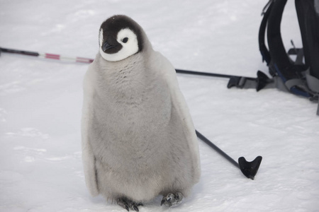 南极皇帝企鹅喂小鸡特写图片