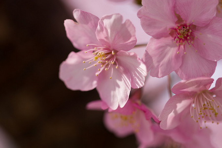 樱花