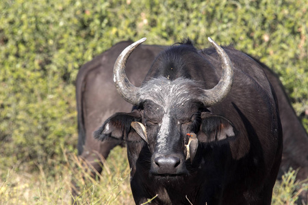 红嘴 Oxpecker Buphagus erythrorhynchus, 护理非洲水牛, 丘比国家公园, 博茨瓦纳