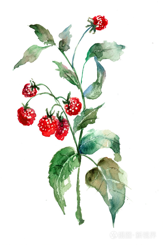 覆盆子,水彩插画