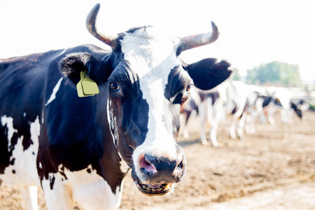 奶牛挤奶设施和机械化挤奶设备。奶牛场