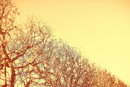 美丽的秋天风景。秋天公园的黄树, 明亮的橙色森林