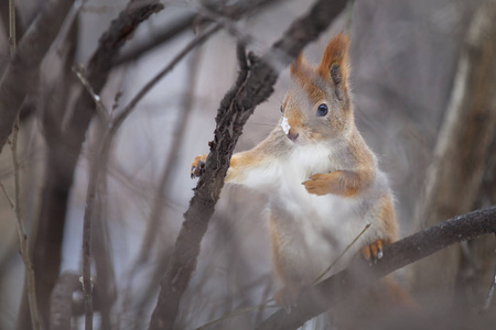 许多蛋白质的一个著名的特点是它们储存坚果过冬的能力。有些松鼠把它们埋在地里, 另一些则躲在树洞里。